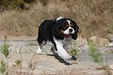 CAVALIER KING CHARLES 041